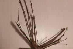 IMG_20210118_172633