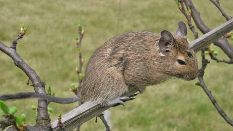 Octodon Degus