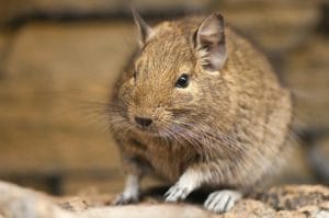 Octodon degus dans un zoo