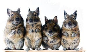 Groupe d'octodons