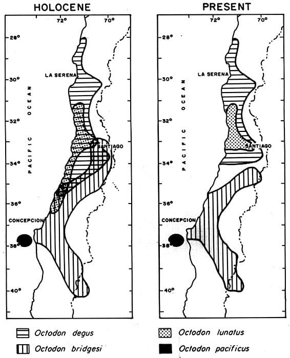 Répartition géographique des différentes espèces d'octodons.