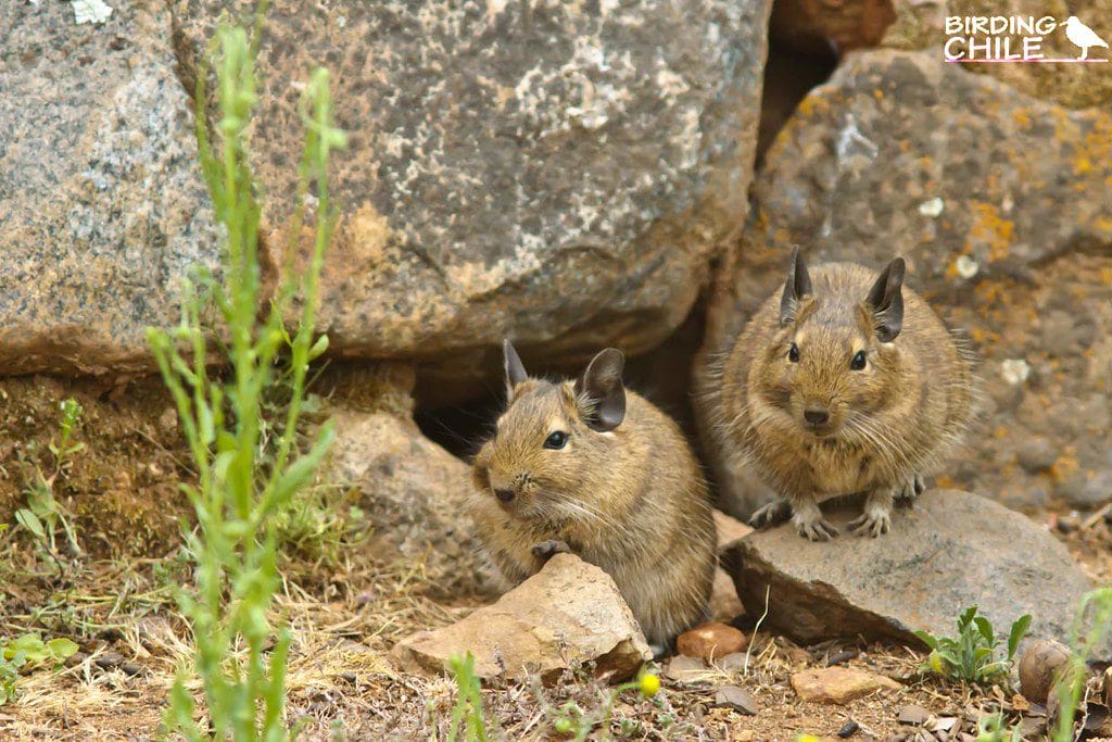 Alimentation naturelle de l'Octodon degus : feuilles, tiges, racines et graines
