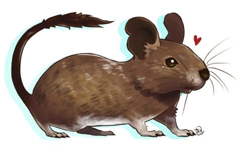 Octodon degus morphologie