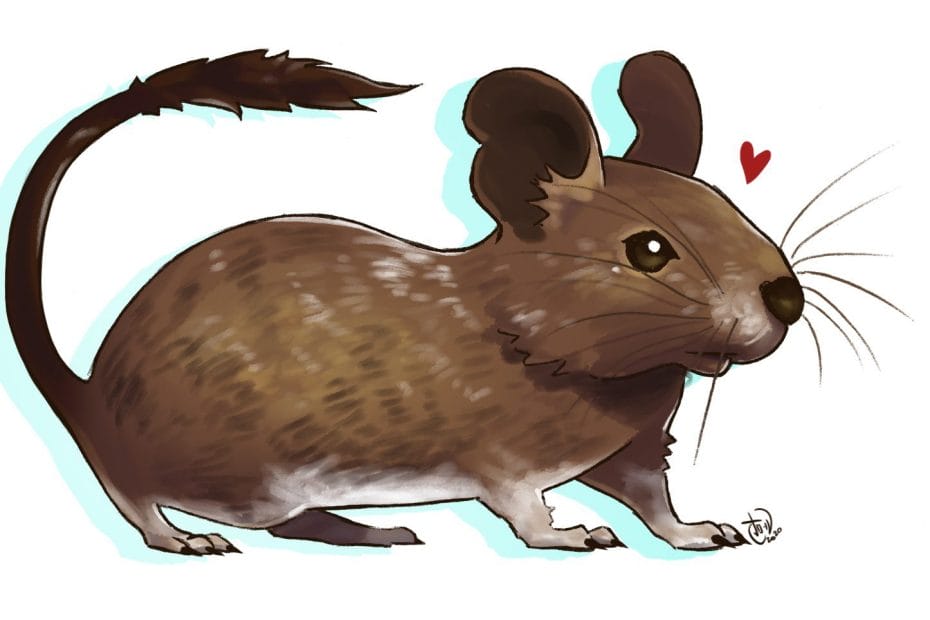 Octodon degus morphologie