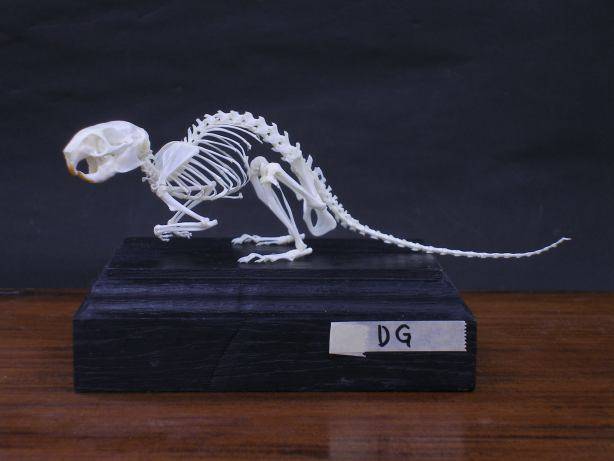 Crâne d’Octodon degus, illustrant la structure osseuse spécifique à l’espèce.
