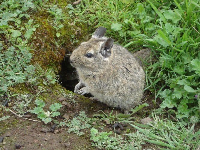 Octodon degus sauvage dans son habitat naturel