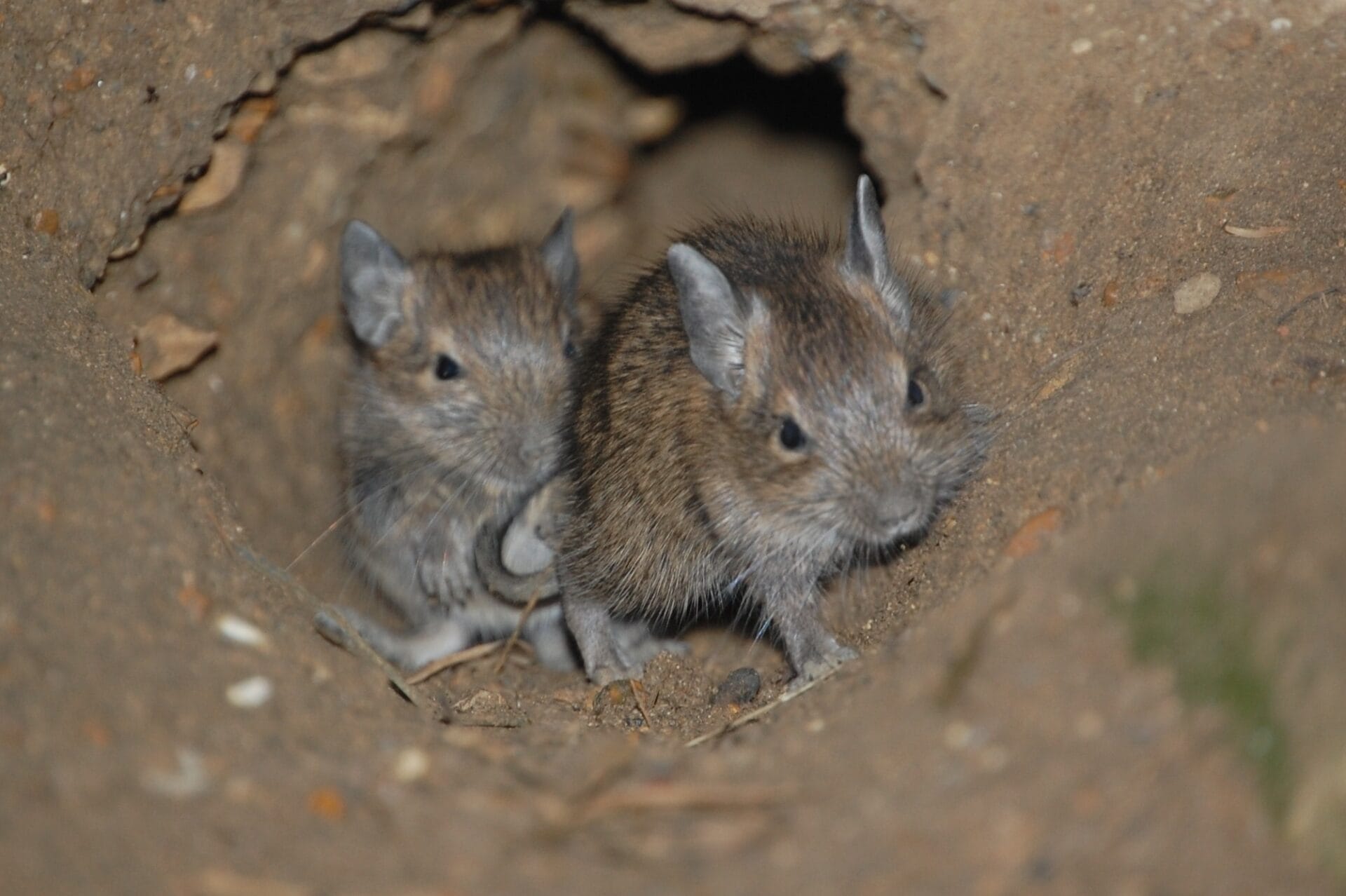 Jeunes Octodon degus sortant d'un terrier, alimentation naturelle à base de plantes