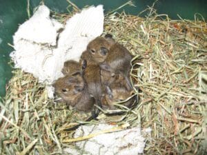 Jeunes octodons degus