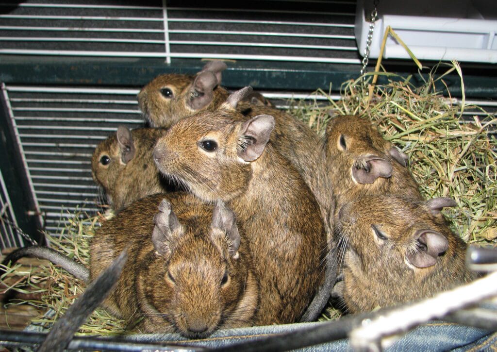 Groupe d'Octodons degus