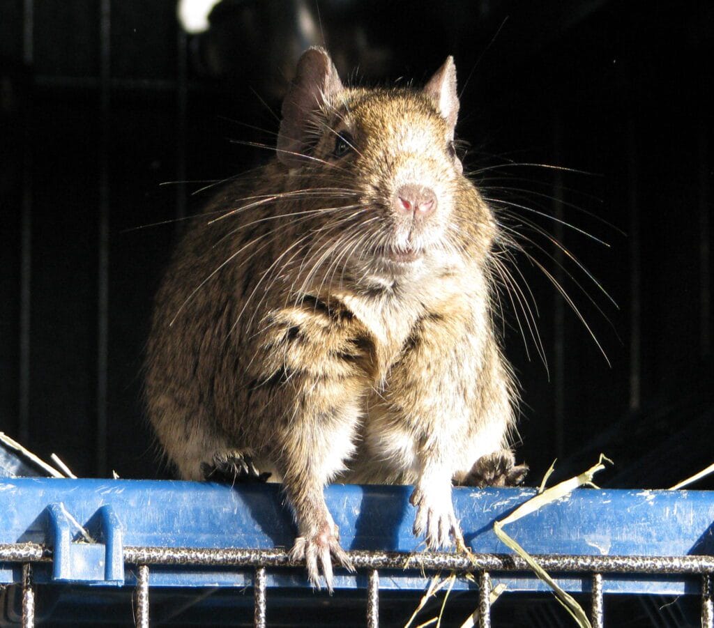 Octodon degus