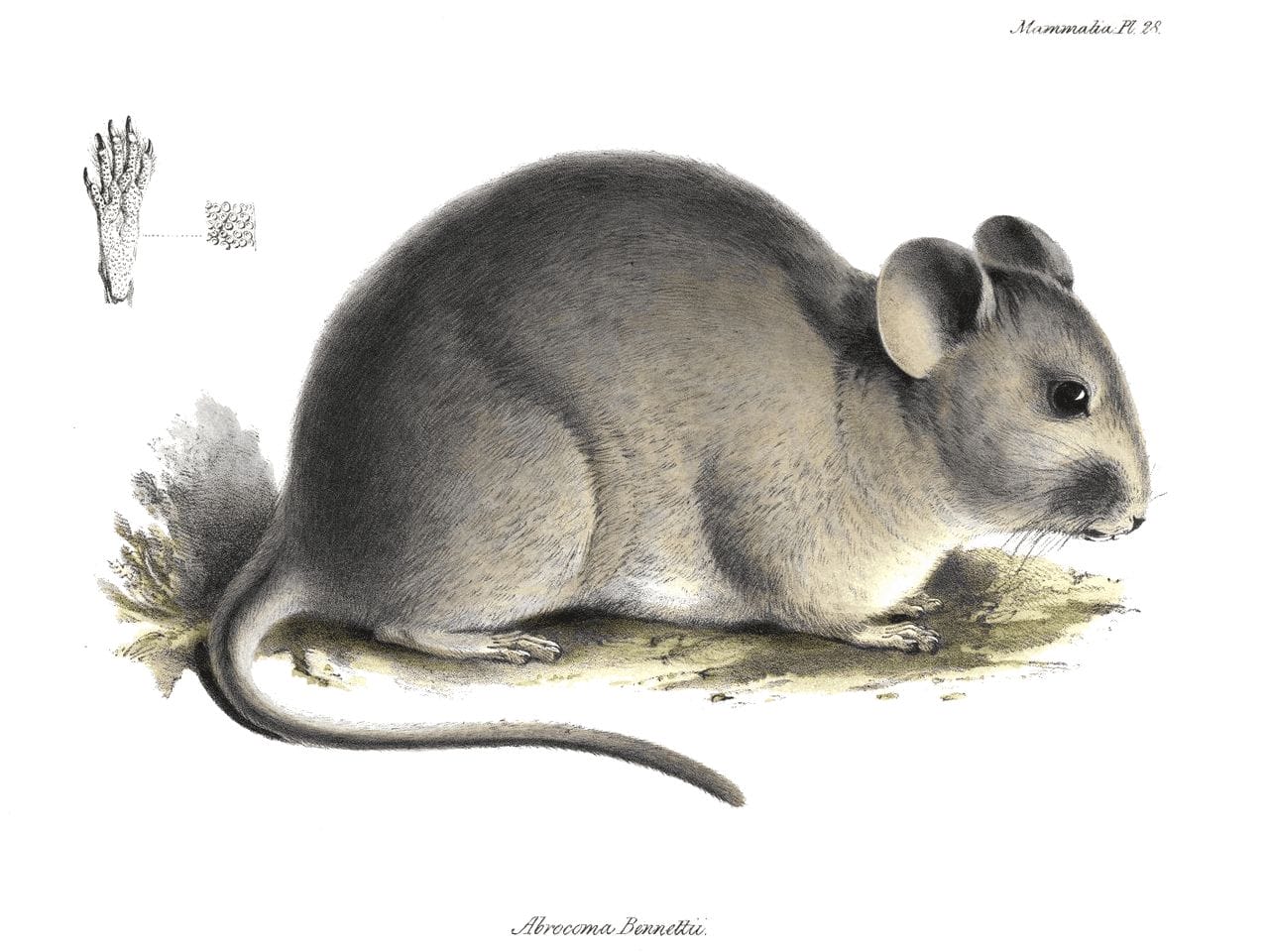 Abrocoma bennettii, rongeur du Chili proche de l'Octodon degus