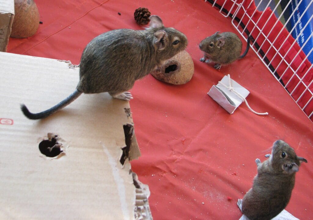Octodons degus qui jouent