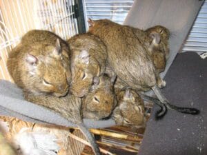Octodon degus dans un hamac