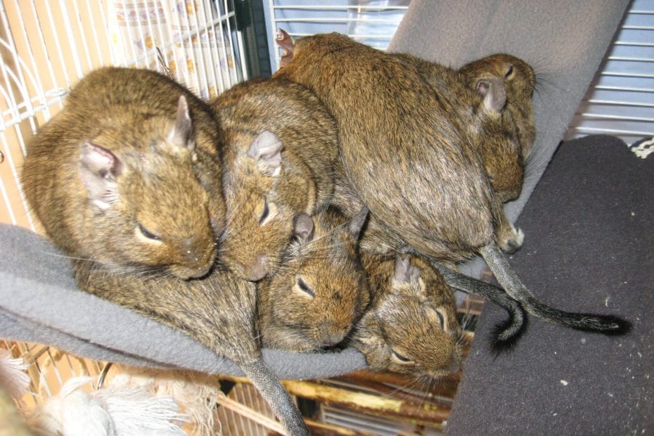 Octodon degus dans un hamac