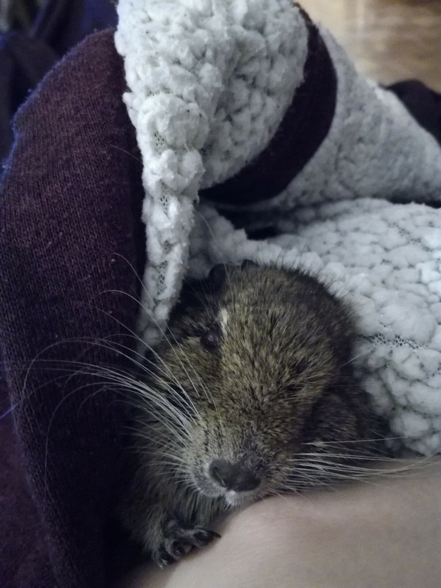 Viel octodon degus