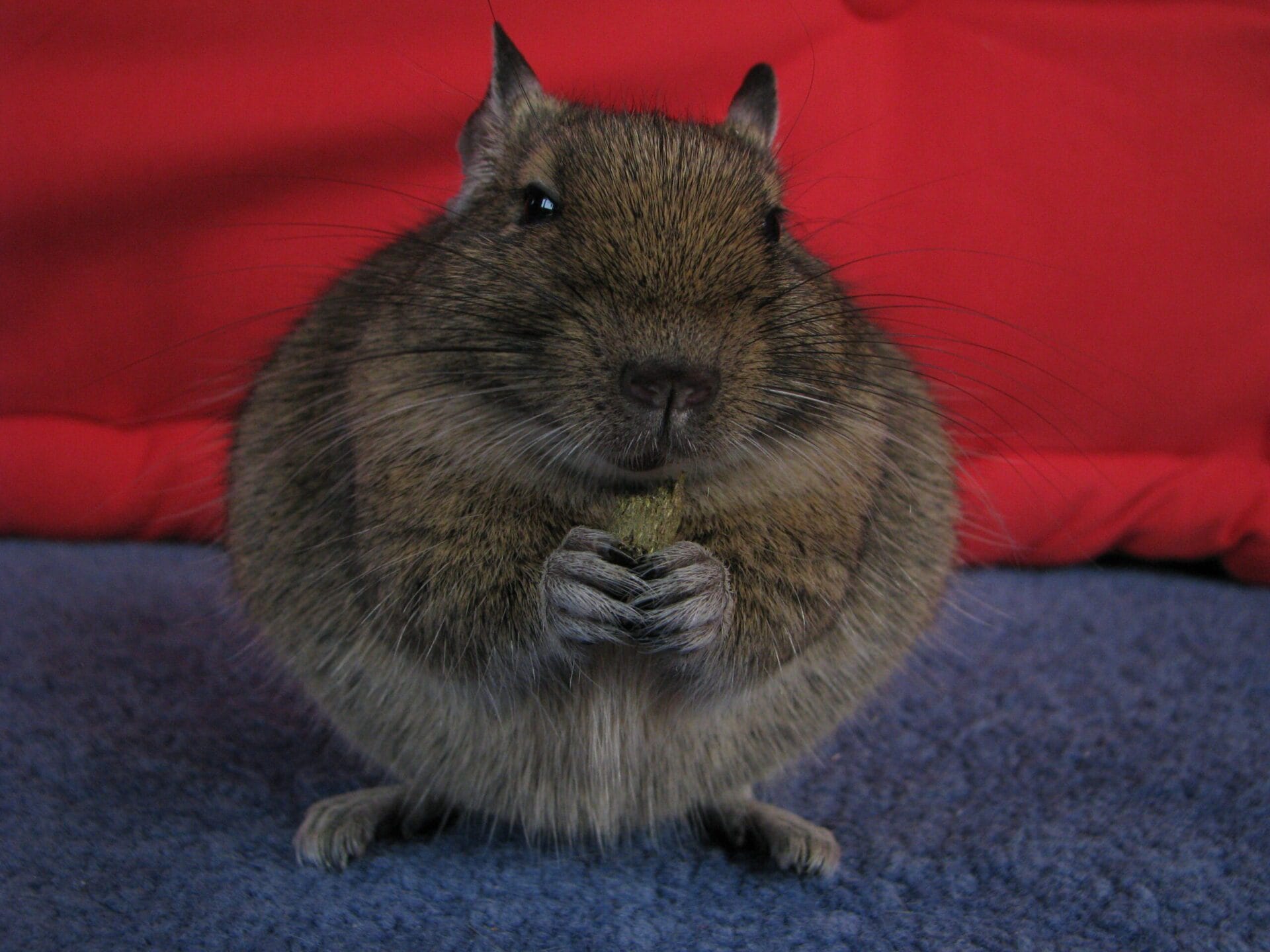 Octodon degus enceinte