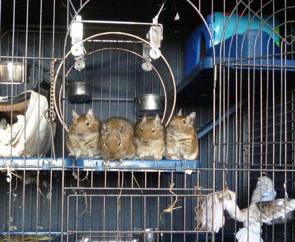 Octodons degus