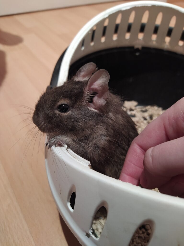 Octodon degus gris