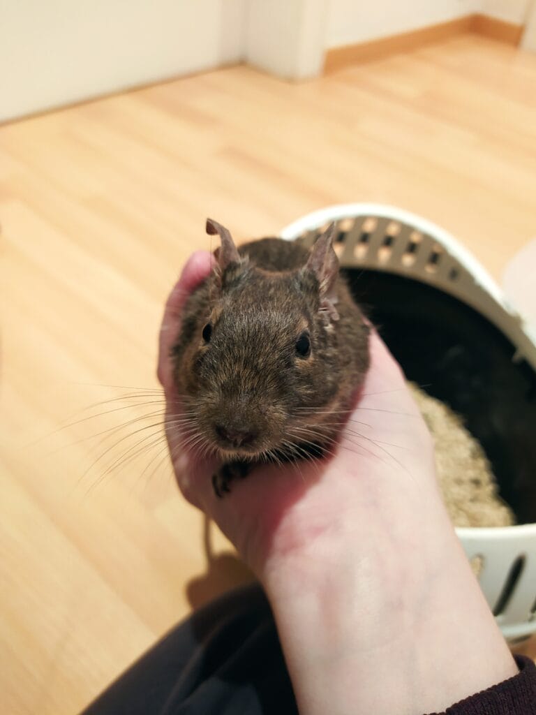 octodon degus