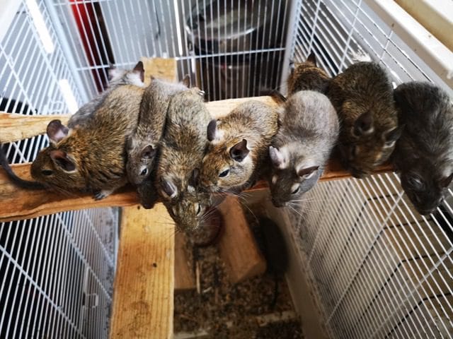 cage octodon degus