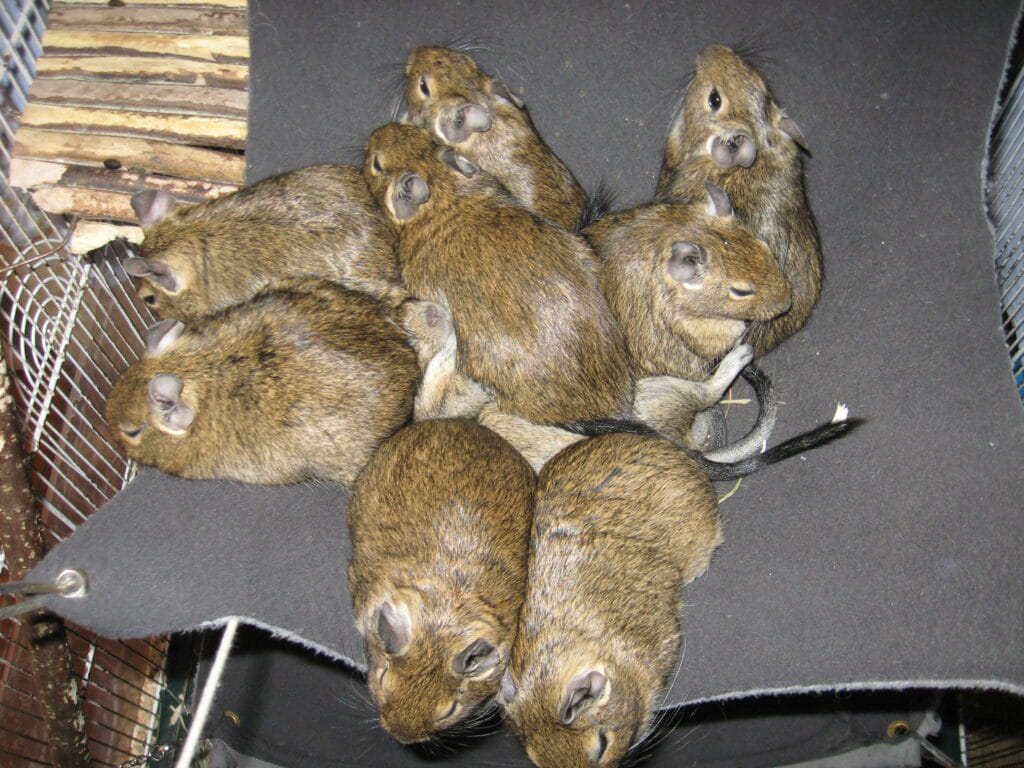 Octodon degus dans un hamac