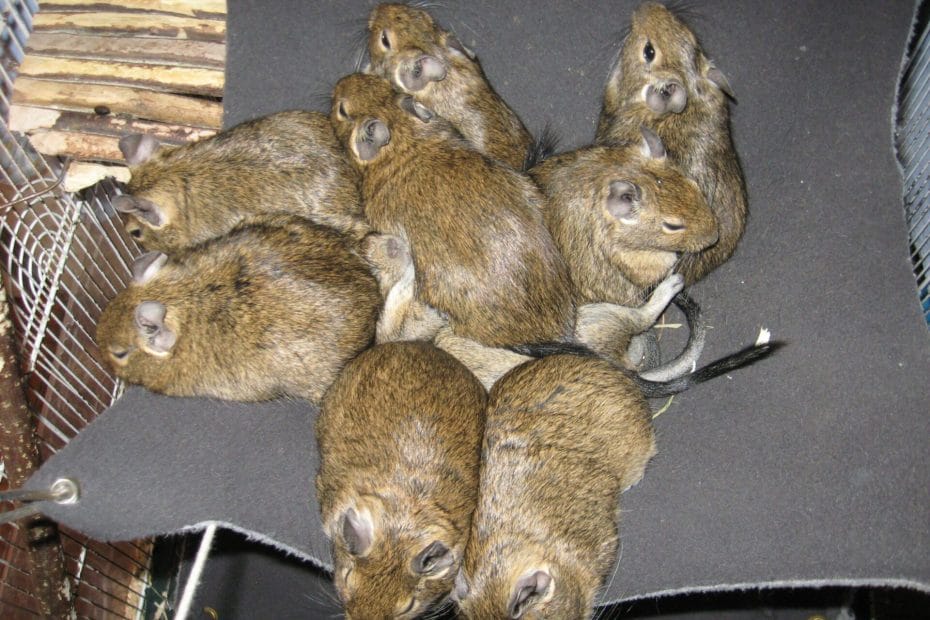 Octodon degus dans un hamac
