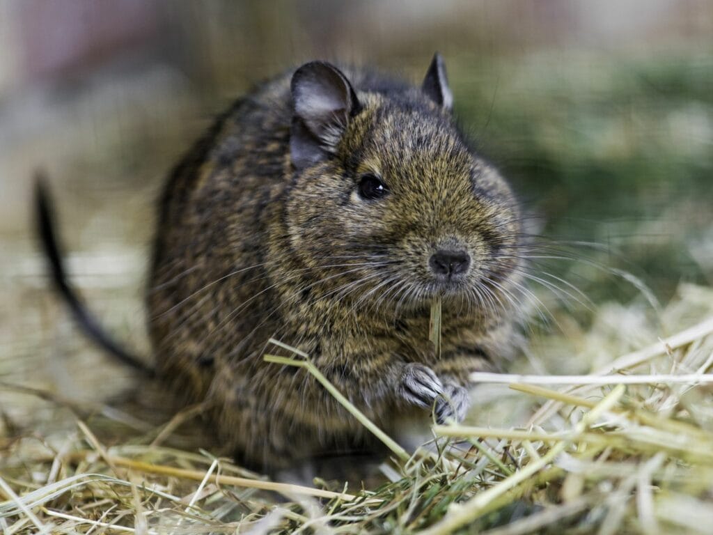 <em>Octodon degus</em> mangeant du foin, aliment essentiel pour la santé digestive et dentaire