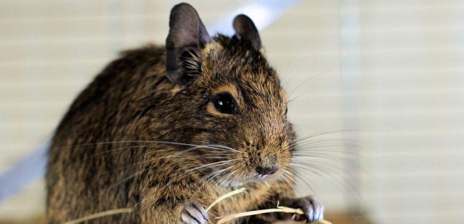 Octodon degus qui mange du foin