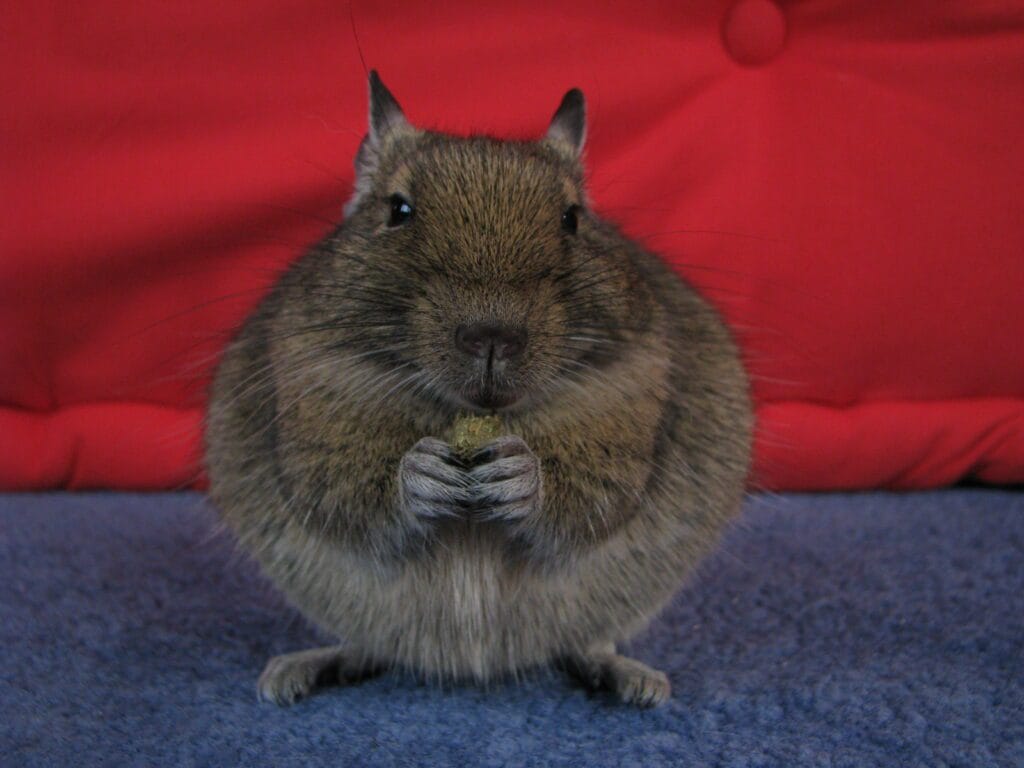 Octodon degus en gestation