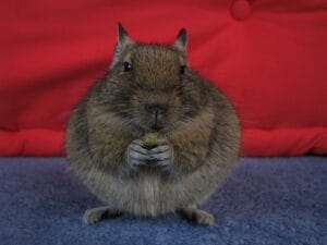 Octodon degus en gestation