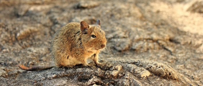 Octodon degus sur un rocher