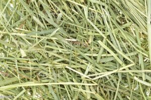 Foin Timothy hay, un choix de foin adapté pour <em srcset=