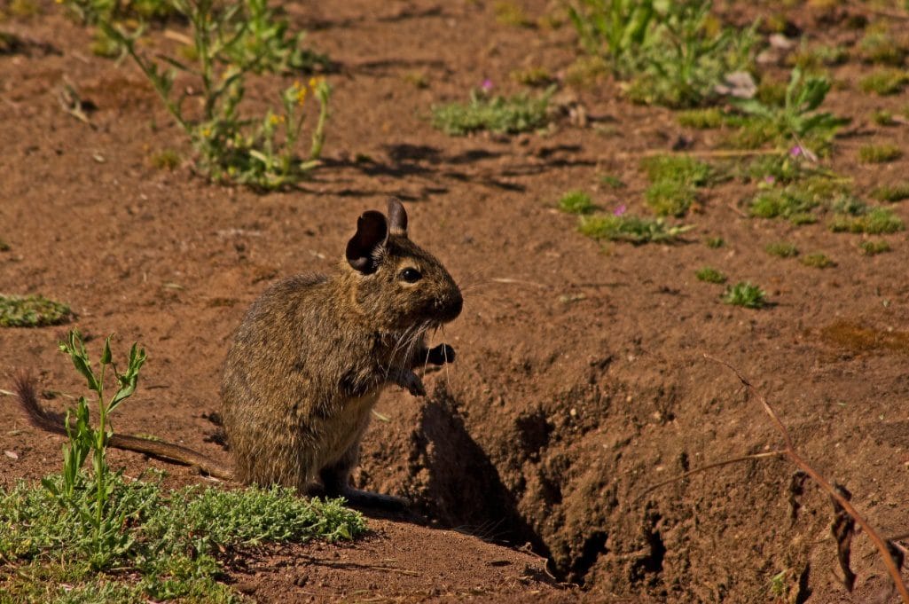 Octodon degus devant un terrier
