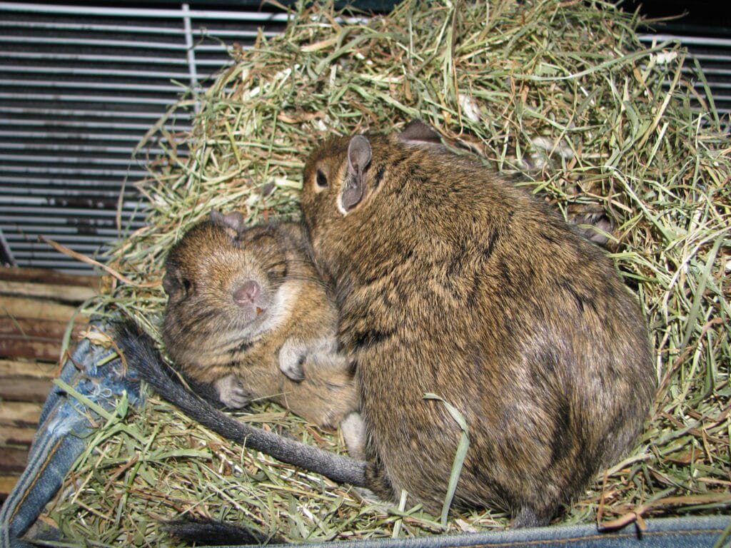Groupe d'octodons degus dormant dans un nid douillet
