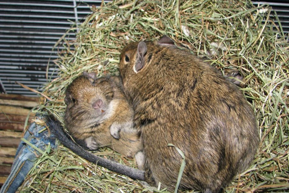 Octodons degus qui dorment dans un nid