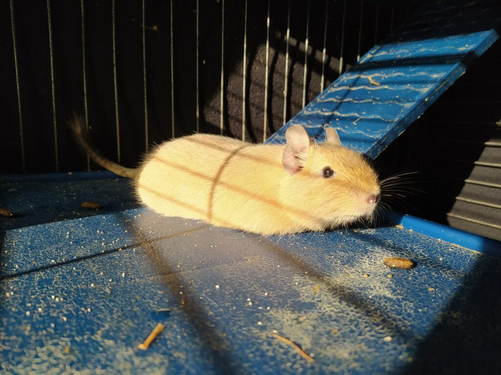 Octodon degus au soleil, coût d'entretien