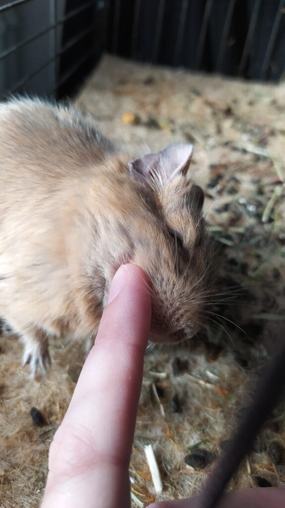 Octodon degus câlin, animal de compagnie affectueux