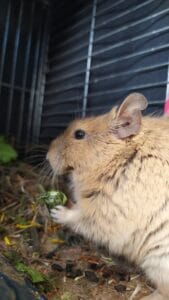 octodon degus