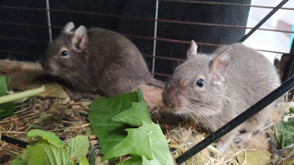 Octodon degus