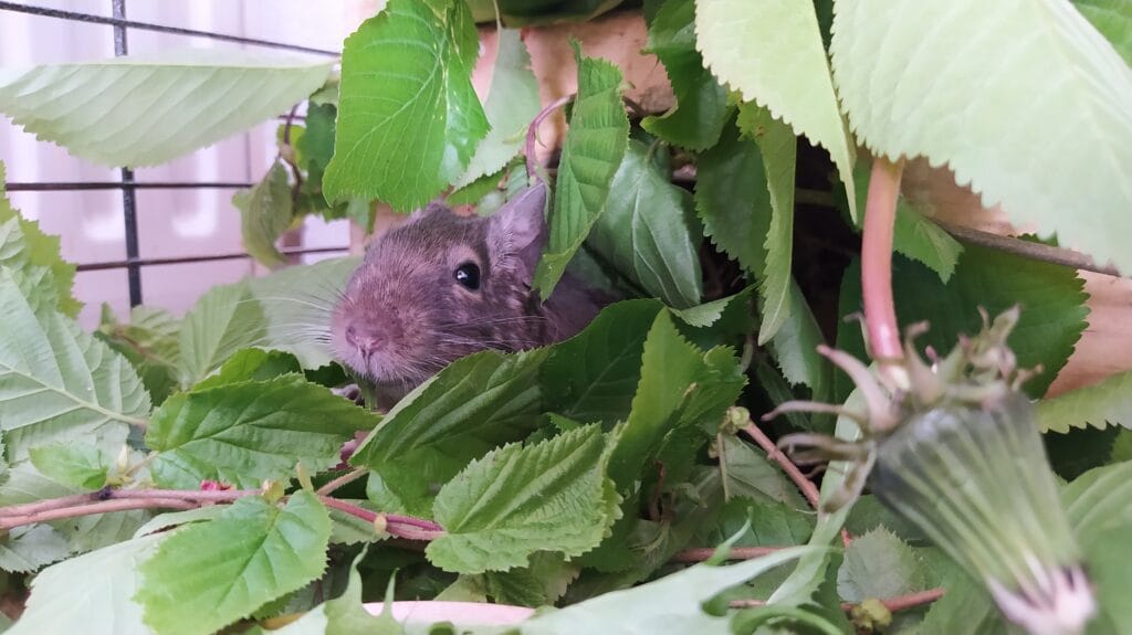 Octodon degus