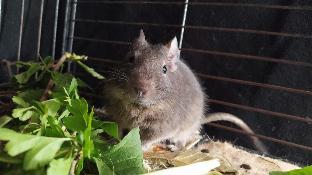 Octodon degus