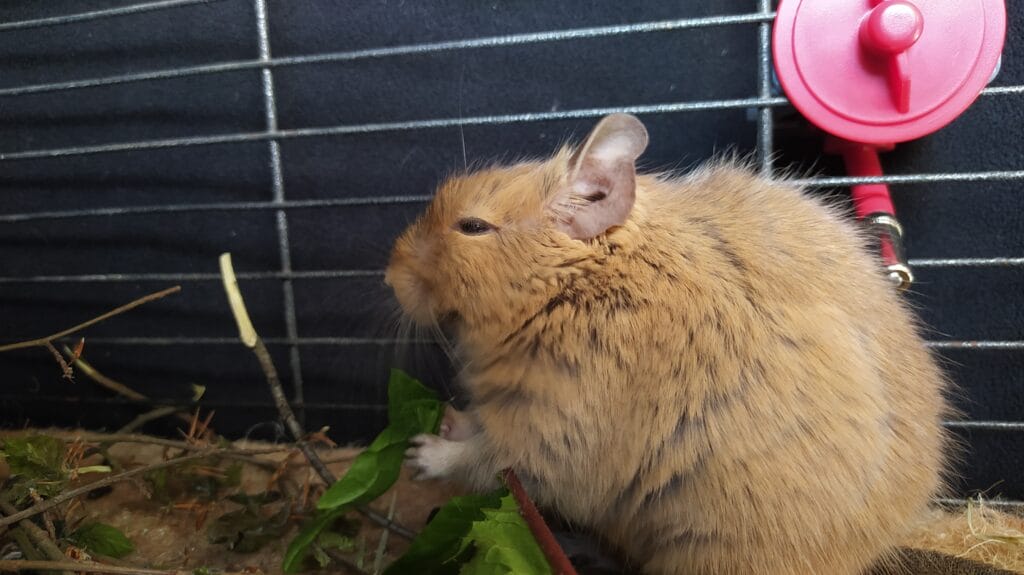 Octodon degus
