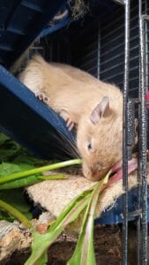 Octodon degus