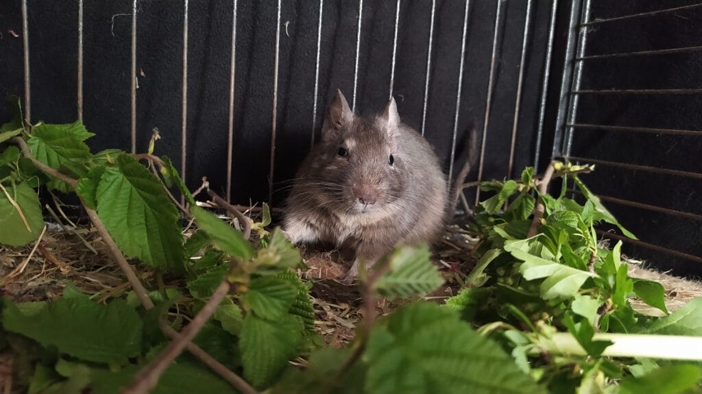 Octodon degus