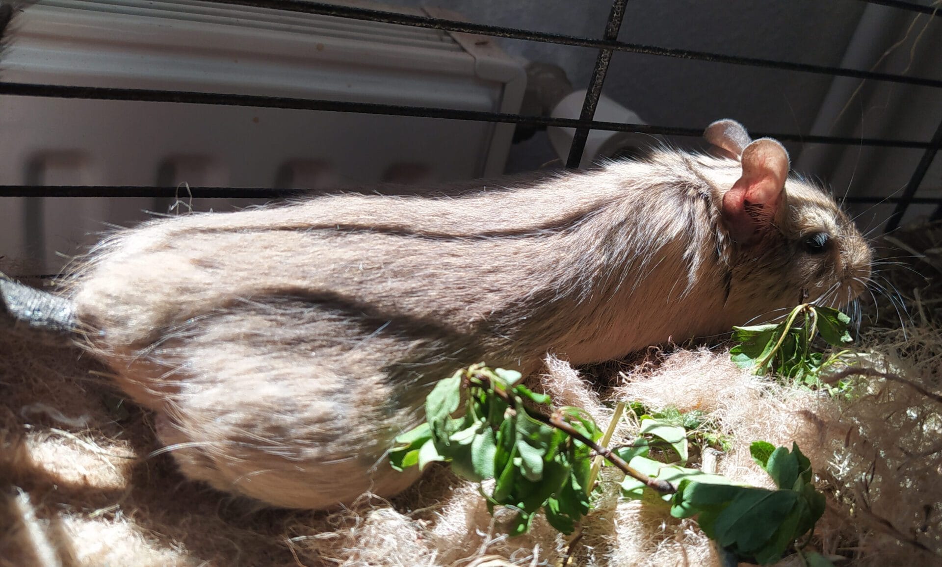 Octodon degus qui se dore au soleil