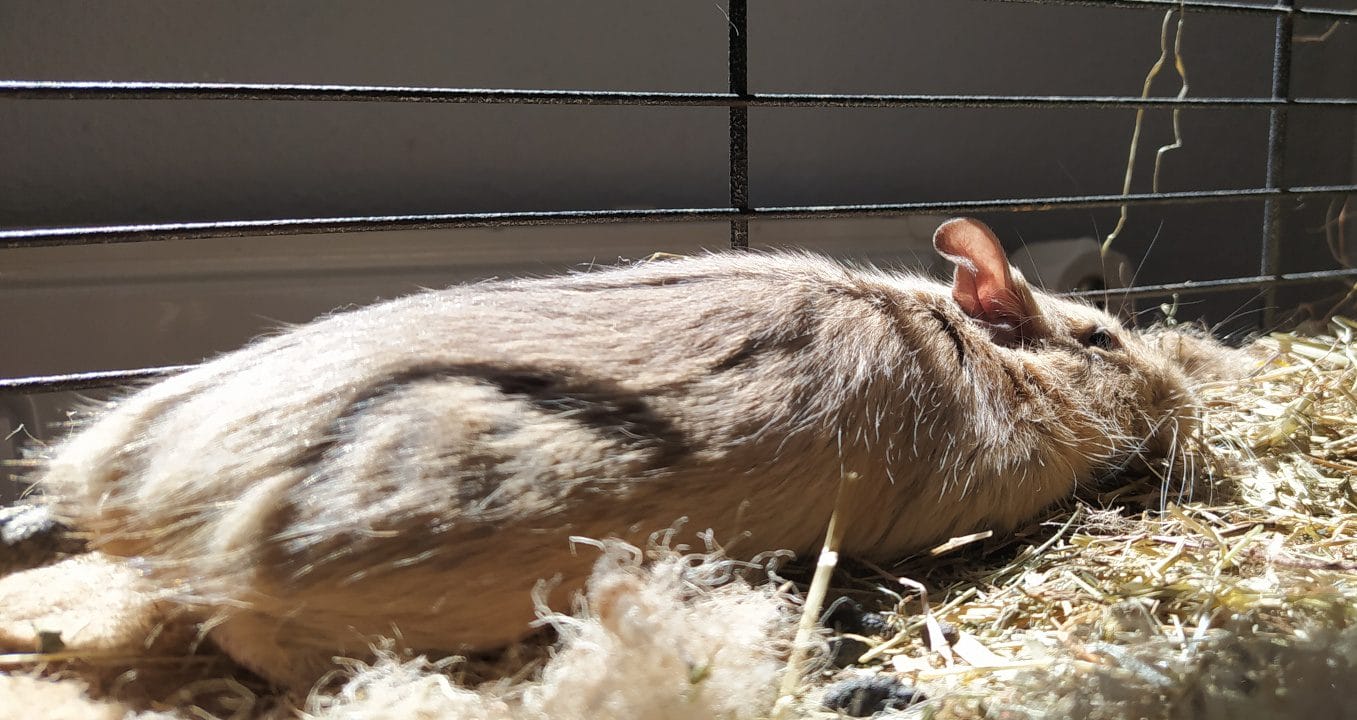 Octodon degus qui se dore au soleil
