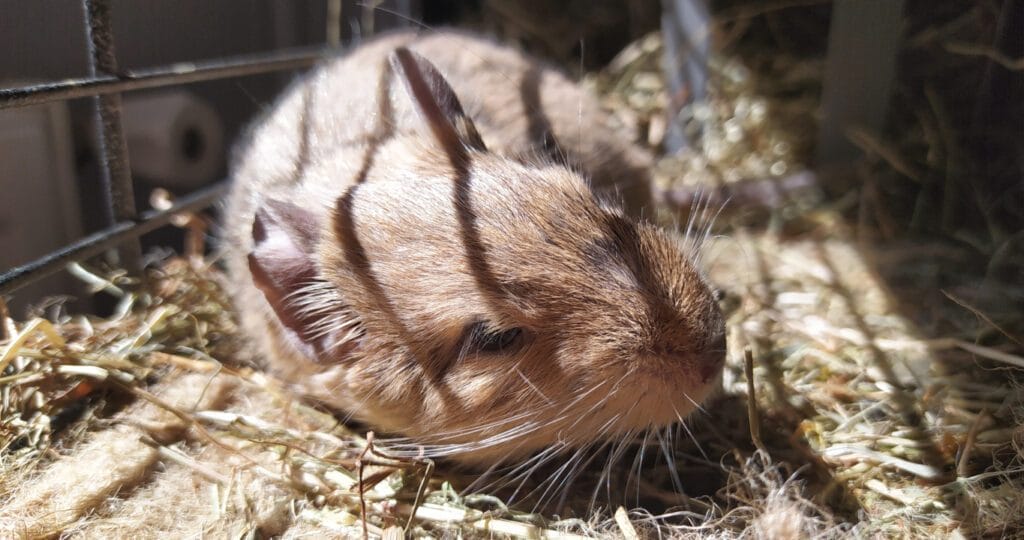 Octodon degus qui se dore au soleil