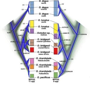Classification octodon