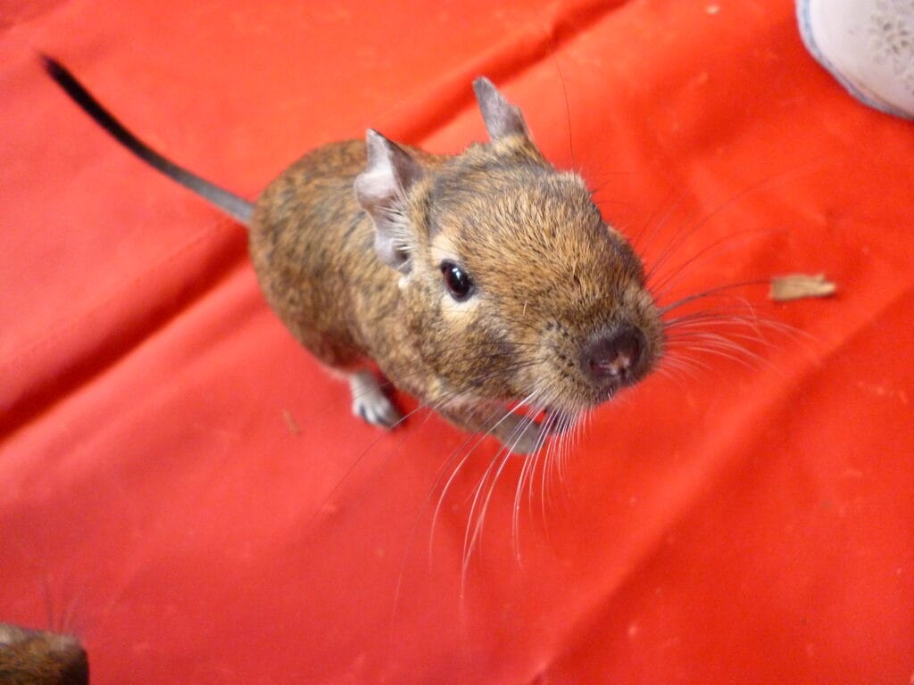 Octodon degus curieux, adaptation en famille