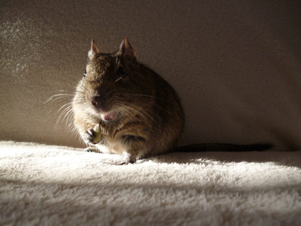Octodon degus mangeant, comportement social